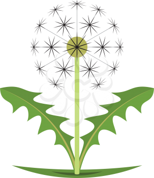 dandelion plant vector illustration design element