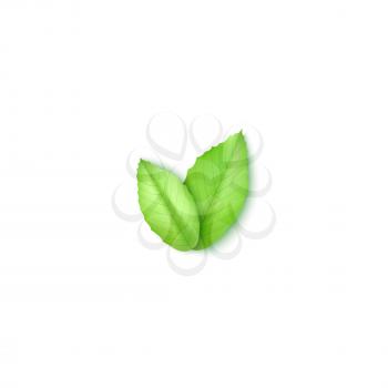 Green leaves on white. Element for your design.