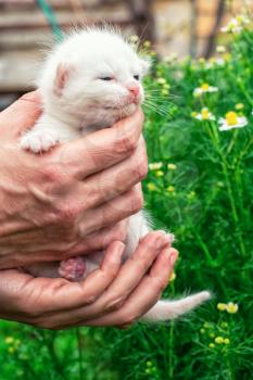 newborn kitten of white colour in your hands.Selective focus