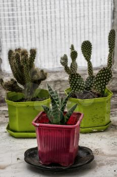 scrubby growths of cactus on the old box in vintage style