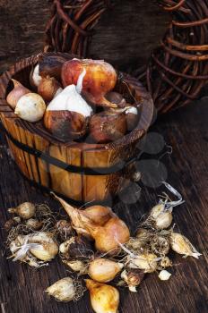 Bulbs of plants on the background of wooden tubs in  rural style.