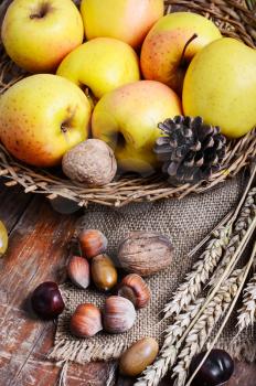 autumn harvest of apples in still life with nuts,ears of wheat and pine cones