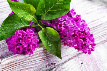 Fragrant branch of blossoming purple lilac spring