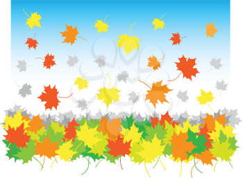 falling maple leaves in heap on the white background