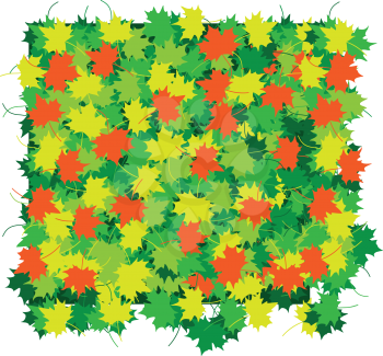 The green, yellow and red maple leaves texture