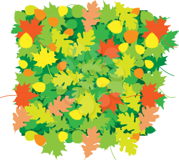 The oak and maple leaves texture