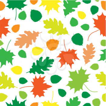 Beautiful autumn oak and maple leaves texture on white background