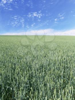 The beautiful vertical immature wheat field and clear blue sky, agriculture theme