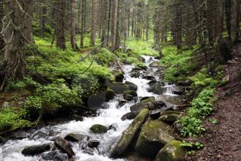 The forest Carpathian Mountain creek, which beginning run on Mount Hoverla and make a river Prut