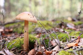 The beautiful inedible mushroom growing in the forest, close-up photo