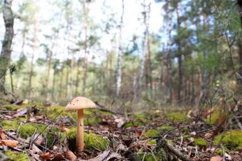 The inedible mushroom growing in the forest, trees on background