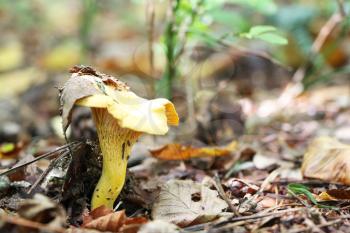 The beautiful chanterelle in wood leaf growing in the deciduous forest, close-up photo