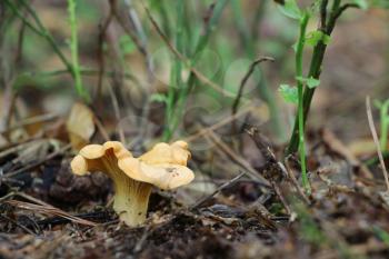 The beautiful chanterelle growing in the wood, close-up photo