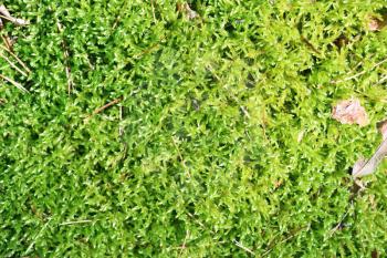 The green wood moss close-up nature background