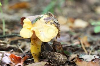 The beautiful chanterelle growing in the deciduous sunny forest, close-up photo