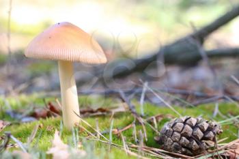 The pine cone and inedible mushroom growing in the foirest, close-up photo