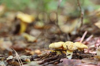 Growing many beautiful chanterelles in the deciduous forest, close-up photo