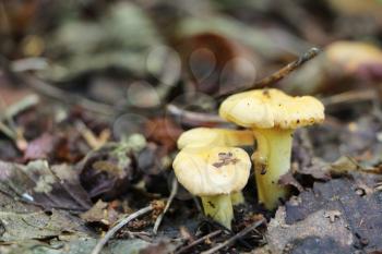 Growing many beautiful little chanterelles in the deciduous forest, close-up photo