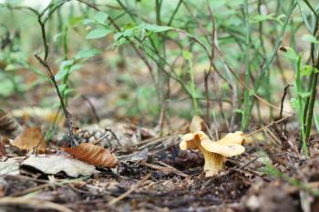 The beautiful lonely chanterelle growing in the deciduous forest, close-up photo