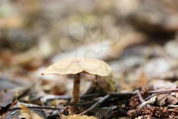 Grows lonely inedible mushroom in the leaves of forest trees, close-up photo