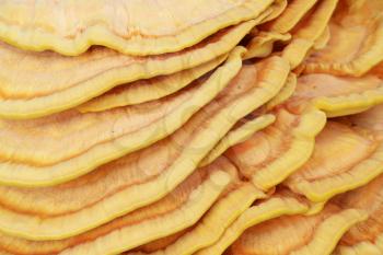 The beautiful inedible yellow parasite mushroom growing on tree background wallpaper. Death mushrooms grows on the bark