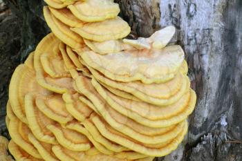 Inedible yellow parasite mushroom growing on tree, close-up photo. Death mushrooms grows on the bark