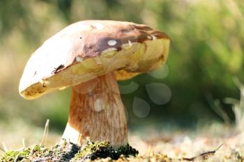 Large boletus growth in sunny forest. White mushroom fungus grow in autumn wood. Beautiful edible cep in sun rays