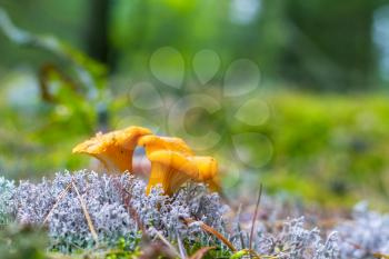 Pair of chanterelle mushrooms grow in moss wood. Yellow cap mushrooms growing in forest