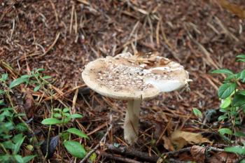 The inedible mushroom pale toadstool growing in the wood, close-up photo. Death cap grows near an anthill