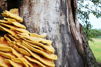 The beautiful inedible parasite mushroom growing on tree, close-up photo. Death mushrooms grows on the bark