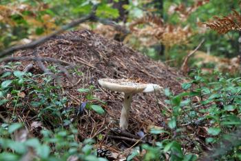 The beautiful inedible mushroom pale toadstool grows in the wood, close-up photo. Death cap growing near an anthill