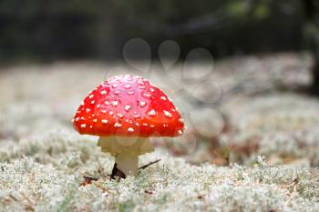 Red Agaric mushroom in rain drop grow in wood. Beautiful inedible forest plant
