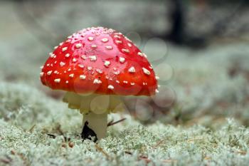 Red Agaric mushroom close-up in rain drop grow in wood. Beautiful inedible forest plant