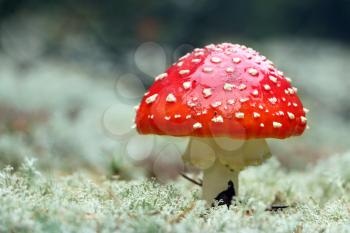 Red agaric amantia mushroom grow in wood. Beautiful inedible forest autumn plant