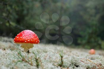 Red agaric amantia mushroom in rain drop growing in wood. Beautiful inedible forest autumn plant