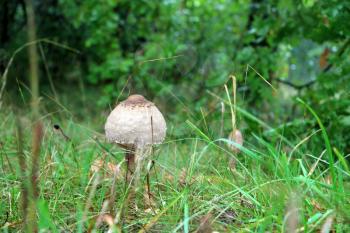 Rozites caperata mushroom grow in grass. Beautiful edible forest autumn plant