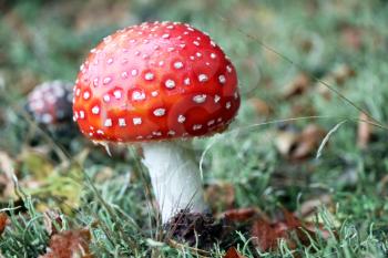 Red amanita muscaria mushroom grow in moss wood. Beautiful inedible forest autumn plant