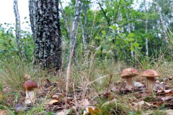 Fresh large three fungus growing in wood. Many white mushroom boletus grow in forest. Beautiful edible ceps