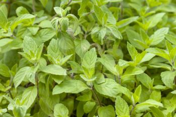 Plant mint grows in nature. Spearmint herb. Summer season peppermint
