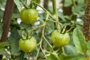 Green tomatoes branch. Fresh summer season raw plant. Natural organic food ingredient