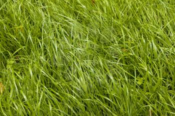 Uncut long grass meadow. Natural summer background