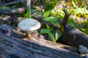 Mushroom growing from log in forest. Natural organic toxic plants growing in wood