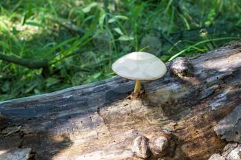 Poisonous mushroom grow from log in forest. Natural organic toxic plants growing in wood