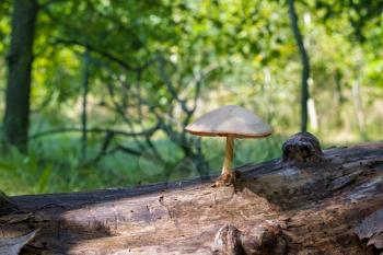 Poisonous mushroom grows from log in forest. Natural organic toxic plants growing in wood
