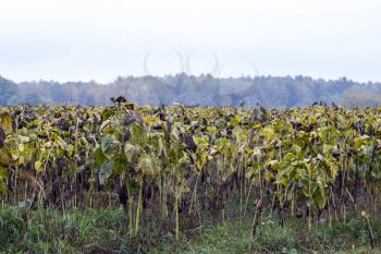 Chemical treated sunflowers field. Danger farming plant growing. Ripe black sunflower after fertilizer