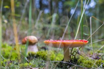 Amanita and porcini mushroom grows in autumn forest. Red agaric growing in wood moss cep on background. Inedible and edible mushrooms