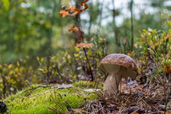 Autumn white cep mushroom grow in forest. Natural raw food grows in wood. Edible mushrooms photo