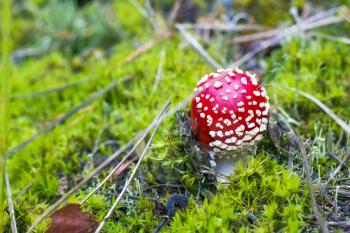 Small red fly agaric growing in forest. Danger inedible toxic mushroom