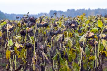 Sunflowers field after chemical treated. Danger farming plant growing. Ripe black sunflower and danger fertilizer