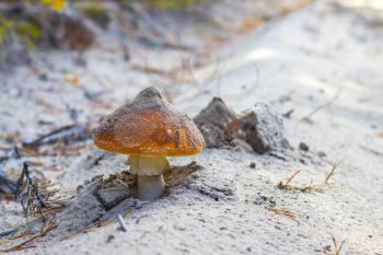 Amanita mushroom grows in forest sand. Autumn mushrooms grow. Inedible natural organic mushrooms